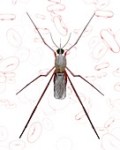Mosquito and red blood cells, illustration