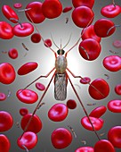 Malaria, illustration