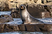 Antarctic fur seal