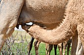 Arabian camel suckling her young