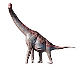 Artwork of the dinosaur brachiosaurus