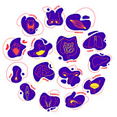 Human organs, conceptual illustration