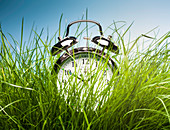 Alarm clock hiding in tall grass