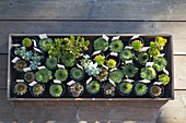 Small succulent plants in flowerpots in plant nursery