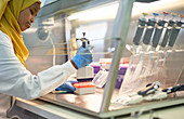 Scientist in hijab filling pipette tray at fume hood