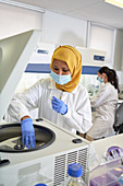 Scientist in hijab and face mask using centrifuge