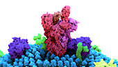 Covid-19 coronavirus spike protein, illustration