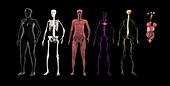 Human body systems, illustration