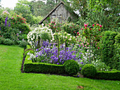 Rosengarten mit Glockenblumen und Hecke aus Buchs als Einfassung