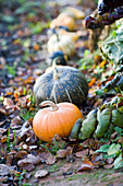 Pumpkins in an autumn garden