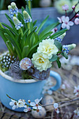 Grape hyacinth in a blue enamel cup, flowers of filled primrose in a mini watering can