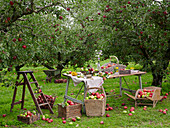 Apfelernte im Obstgarten