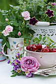 Rosenblüte und Hornveilchen an kleiner Schale mit Kirschen, im Hintergrund Zwergrose und Petunie