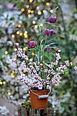 Snake's head fritillaries in small, rusty bucket decorated with cherry plum blossom