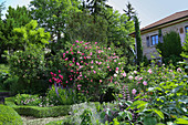 Mediterraner Garten mit blühenden Rosen