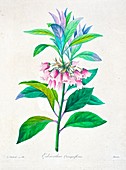 Enkianthus quinqueflorus flower, 19th century illustration