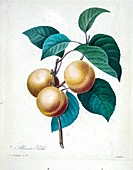 Apricots, 19th century illustration