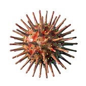 Virus, illustration