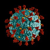 Covid-19 coronavirus particle, illustration