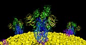 Covid-19 coronavirus spike proteins, computer model