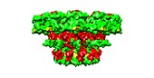 Bacteriophage Phi29 phage portal protein, computer model
