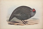 Helmeted Guineafowl, 19th century illustration