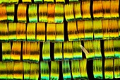 Butterfly wing scales, light micrograph