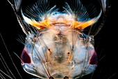Mosquito larvae, light micrograph