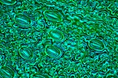 Fern leaf stomata, light micrograph
