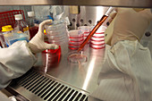 Technician in a germ-free laboratory