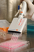 Laboratory assistant uses a multichannel pipette