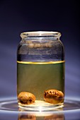 Ticks preserved in alcohol