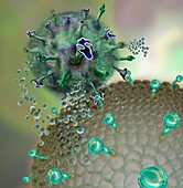 Natural killer cell attacking a cancer cell, illustration