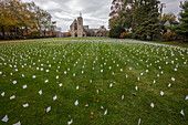 Flags symbolising Covid-19 deaths in a cemetery