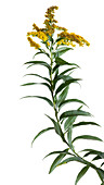 Giant goldenrod (Solidago gigantea) wildflower
