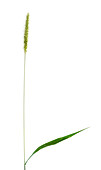 Yellow foxtail (Setaria pumila)