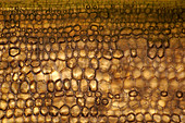 Maple stalk, light micrograph
