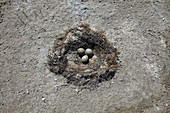 Gull eggs in a nest