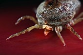 Tick feeding on blood in a laboratory