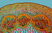 Maple leaf stalk, polarised light micrograph