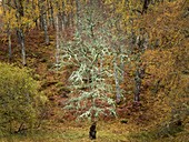 Silver birch (Betula pendula) tree with oak moss lichen