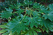 Glossy-leaf (Fatsia japonica) paper plant leaves