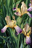 Variegated sweet iris (Iris variegata) flowers