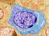 Cell structure, TEM