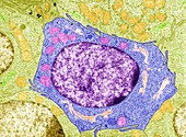 Cell structure, TEM