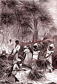 19th Century carnuba wax harvest, illustration