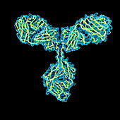 Antibody, illustration