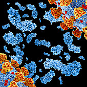 HIV antibodies complexed with peptides, illustration