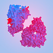 SARS antibody, illustration