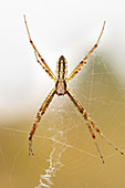 Argiope spider